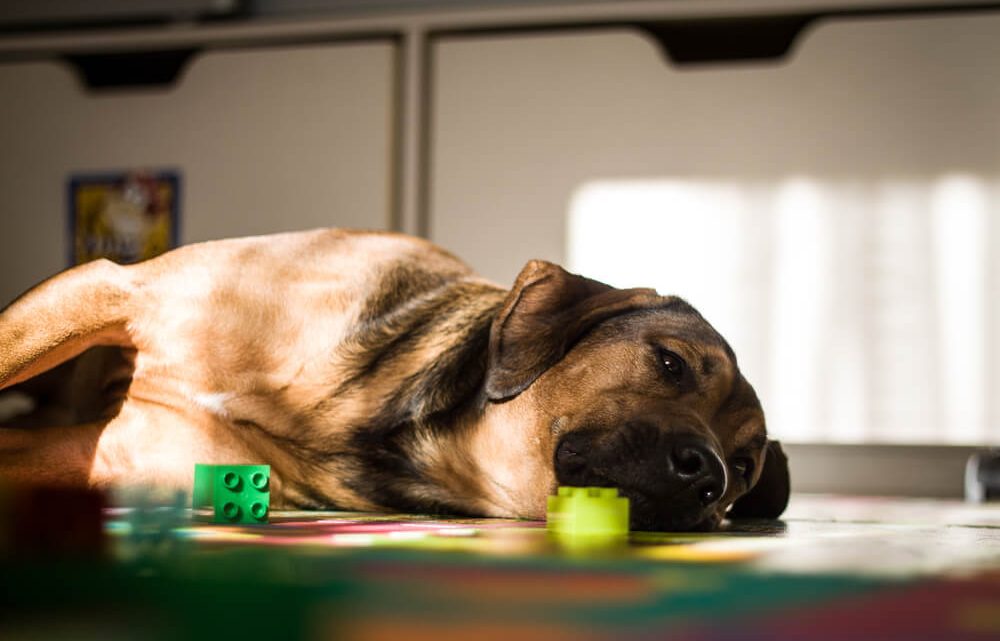 Langage corporel canin : apprenez à décoder les signaux de votre chien