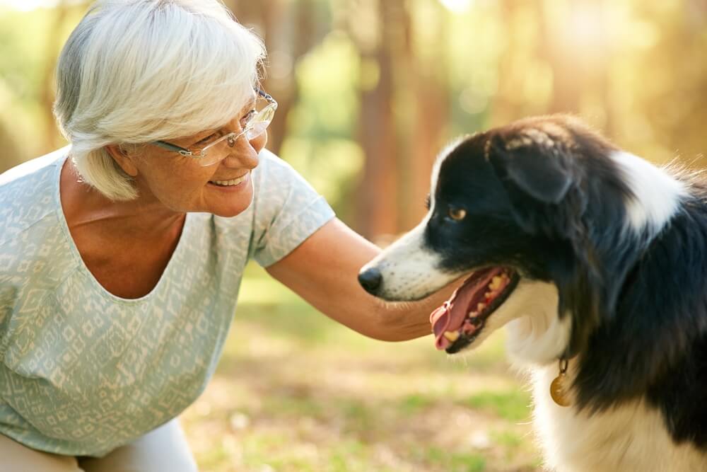 chiens séniors