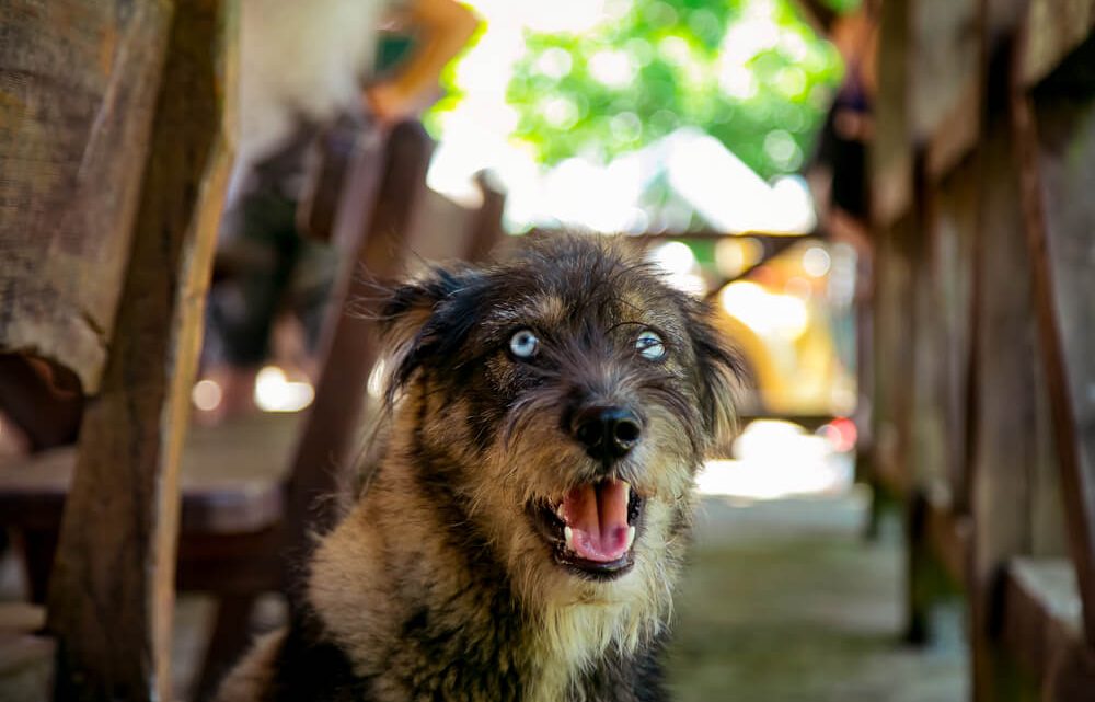 Les comportements insolites des chiens : pourquoi font-ils cela ?