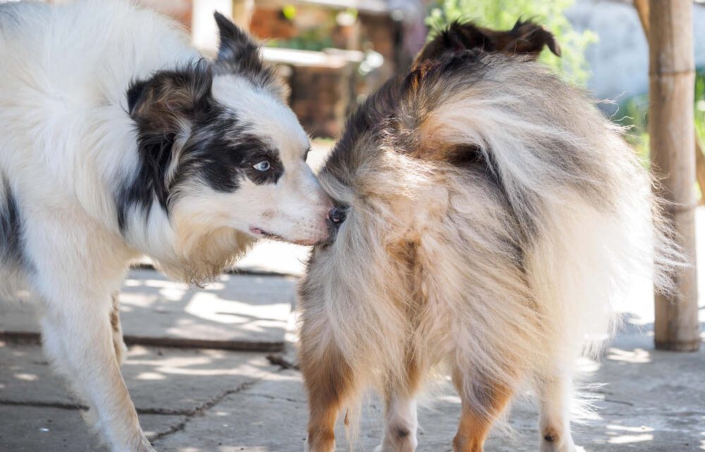 Comment bien préparer votre chien pour la reproduction : santé, soins et alimentation