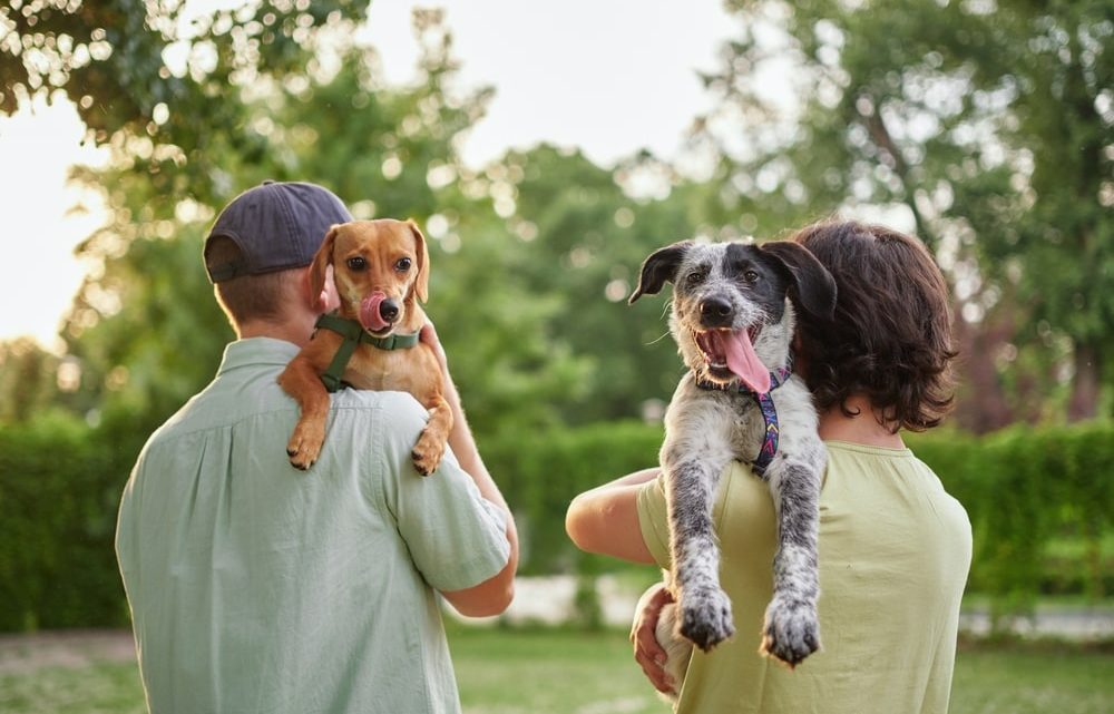 Découvrez comment choisir la race de chien idéale pour votre bonheur et celui de votre compagnon