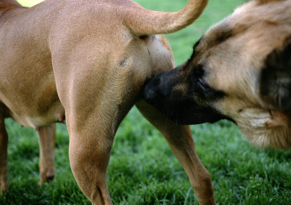 autre chien