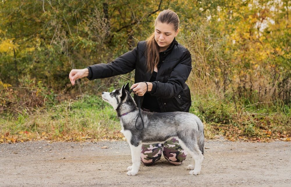 Éduquer son chiot : conseils et stratégies pour un apprentissage réussi